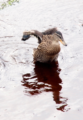 [One duckling stands in the water facing the camera with its wings stretched behind him. The muscle of the wing is clearly seen but hanging from it are fine, straw-like pieces from which the start of the feathers is visible.]